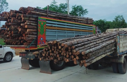ขายไม้ยูคาราคาถูก ศรีราชา - ไม้ยูคา ไม้แบบก่อสร้าง ชลบุรี